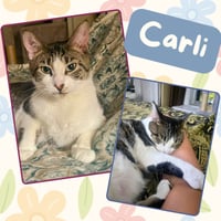 Carlie - Photo 1