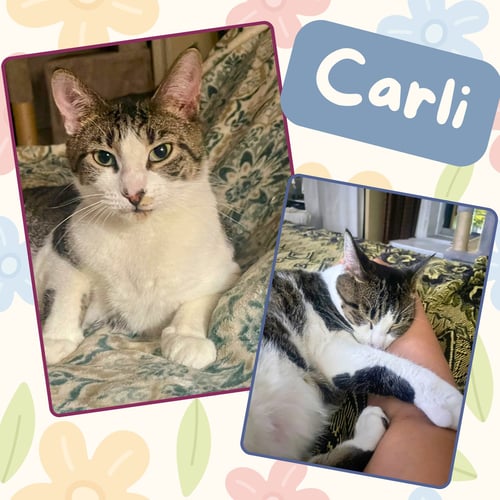CARLIE - Domestic Short Hair for adoption in Yonkers