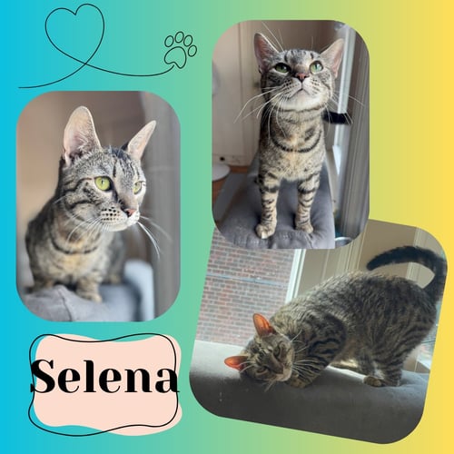 SELENA - Domestic Short Hair available for adoption