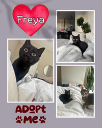Freya - Photo 1