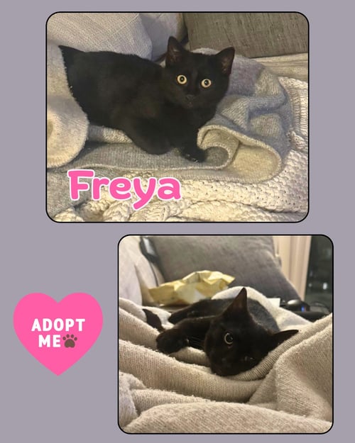 FREYA - Domestic Short Hair available for adoption