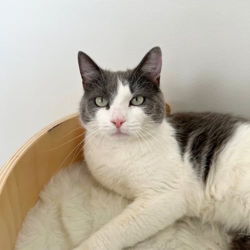 LUCY - American Shorthair for adoption in Yonkers