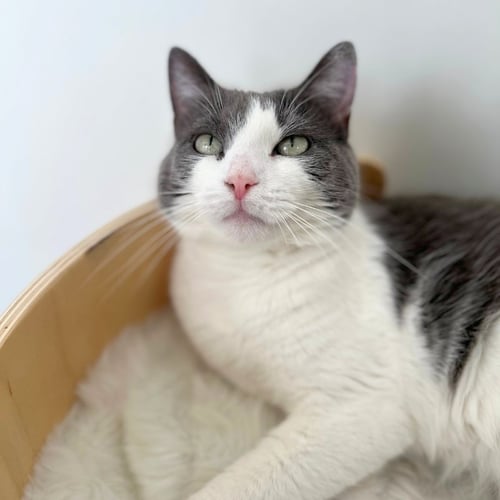 LUCY - American Shorthair available for adoption