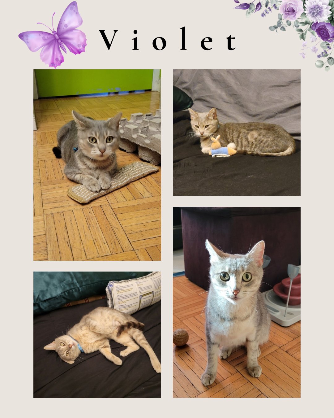 VIOLET - Domestic Short Hair available for adoption