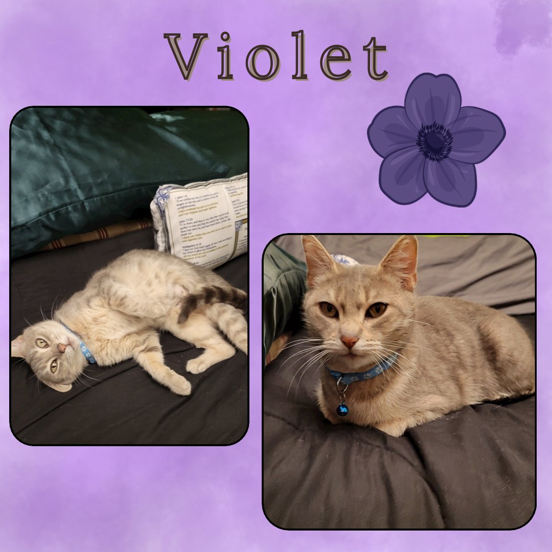 VIOLET - Domestic Short Hair available for adoption