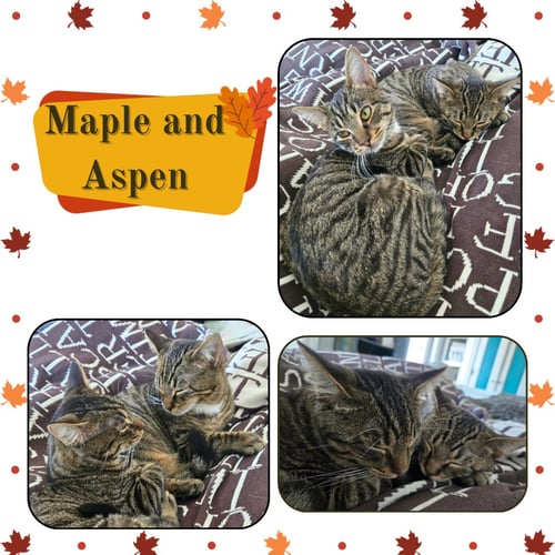 MAPLE AND ASPEN - Domestic Short Hair available for adoption