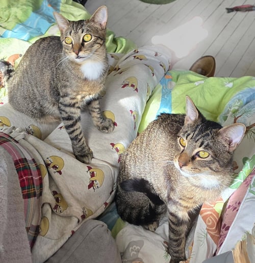 MAPLE AND ASPEN - Domestic Short Hair available for adoption