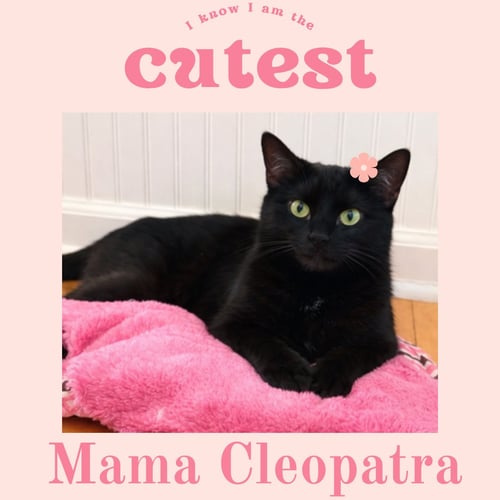 CLEOPATRA - Domestic Short Hair available for adoption