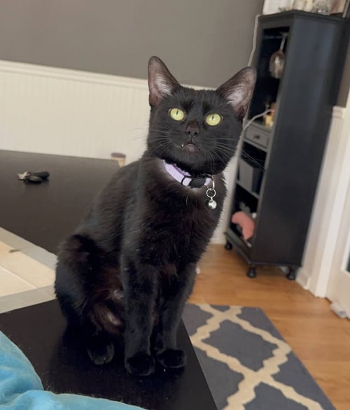 CLEOPATRA - Domestic Short Hair available for adoption