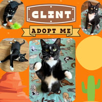 Clint - Photo 2