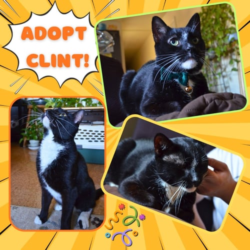 CLINT - Tuxedo / Domestic Short Hair for adoption in Yonkers