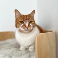 Clementine - Photo 2