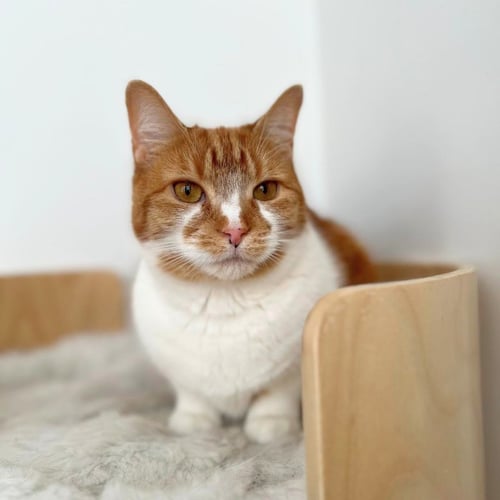 CLEMENTINE - Domestic Short Hair available for adoption