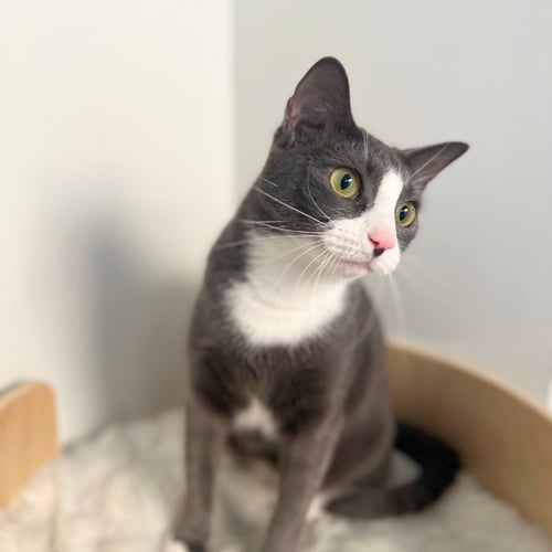 ELLIE - Domestic Short Hair available for adoption