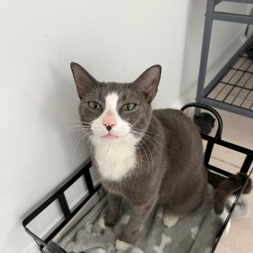 ELLIE - Domestic Short Hair available for adoption