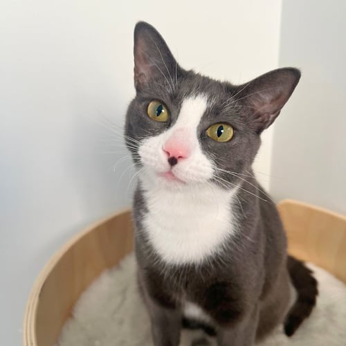 ELLIE - Domestic Short Hair available for adoption