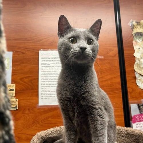 HUNNI - Domestic Short Hair / Russian Blue available for adoption
