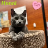 Hunni - Photo 2