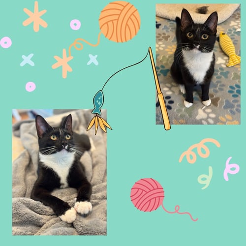 ALICE - Tuxedo available for adoption