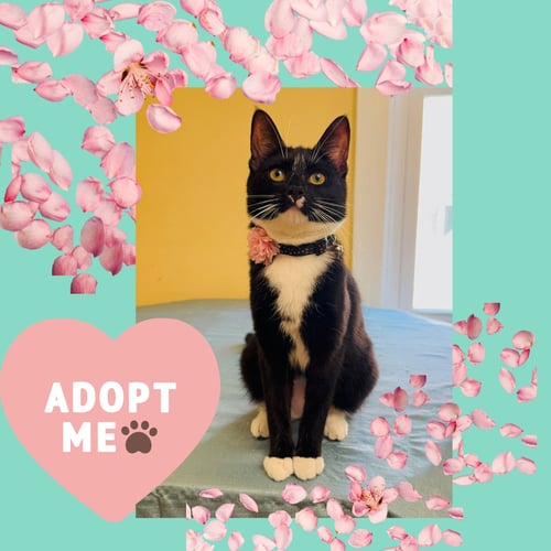 ALICE - Tuxedo for adoption in Yonkers