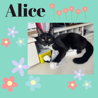 Alice - Photo 3