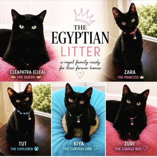 SAHARA, TUT AND KIYA - Domestic Short Hair available for adoption