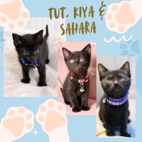 Sahara, Tut and Kiya - Photo 2