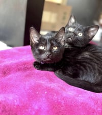 Sahara, Tut and Kiya - Photo 4