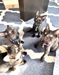 Sahara, Tut and Kiya - Photo 8