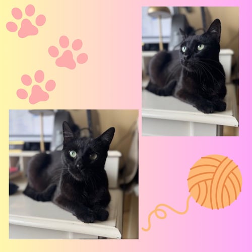 BAILEY - Domestic Short Hair available for adoption