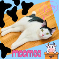 MooMoo - Photo 1