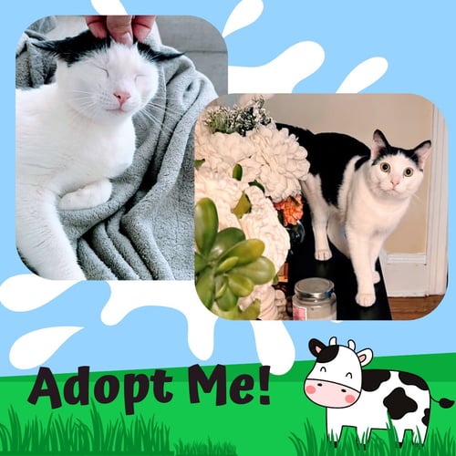 MOOMOO - Domestic Short Hair available for adoption