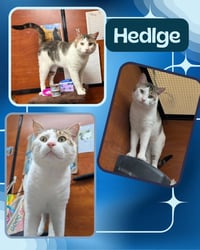 Hedlge - Photo 2