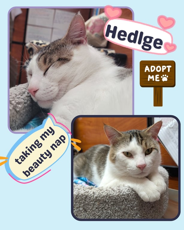 Hedlge Image