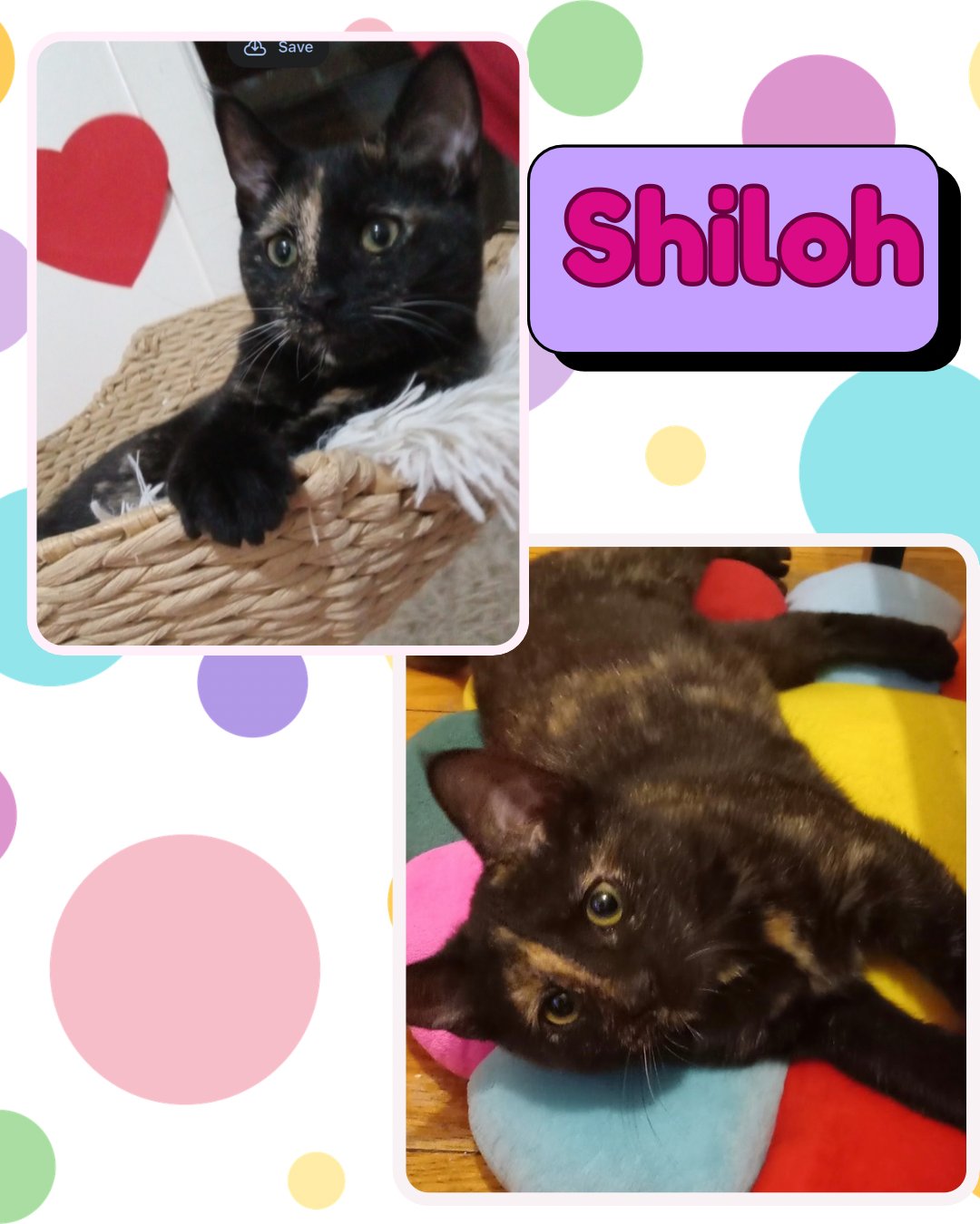 SHILOH - Tortoiseshell available for adoption
