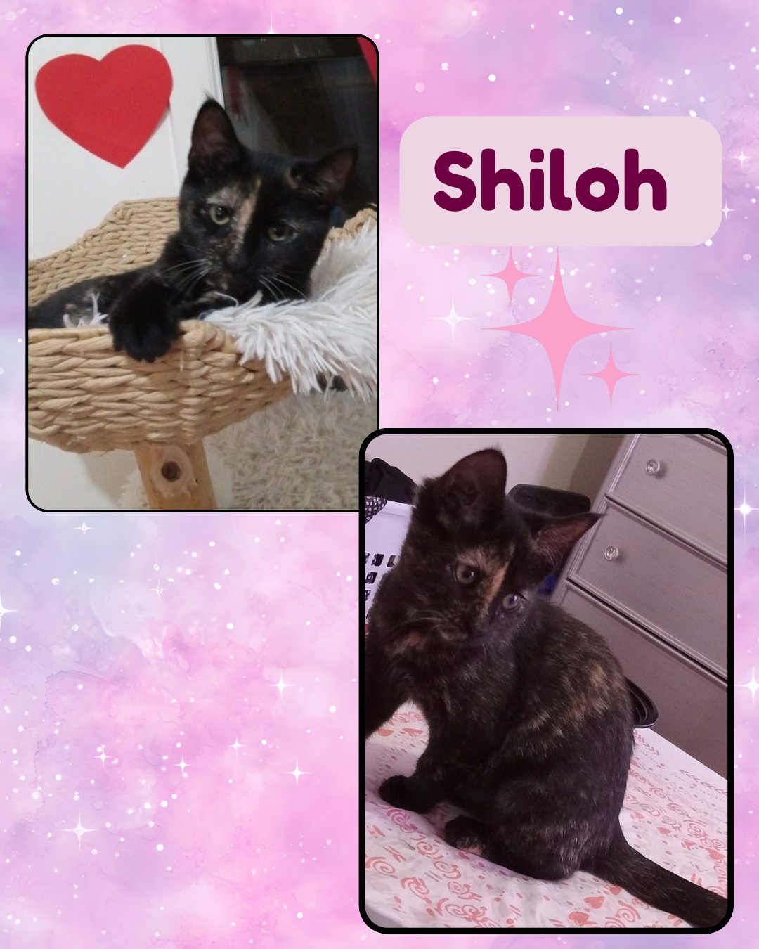 SHILOH - Tortoiseshell available for adoption
