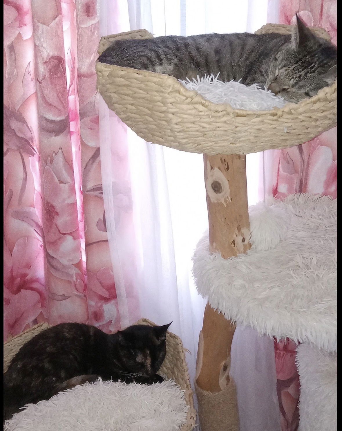 Shiloh - Photo 4