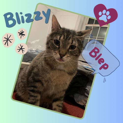 BLIZZY - Domestic Short Hair available for adoption