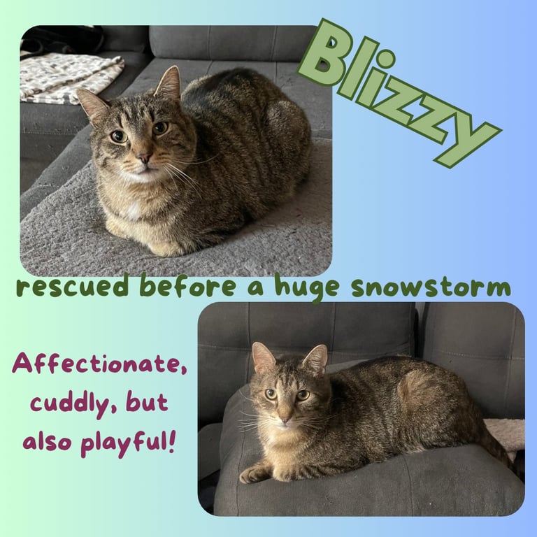 Blizzy Image