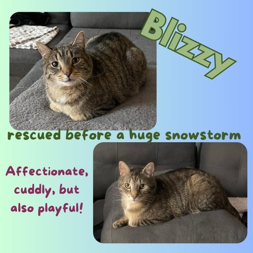 BLIZZY - Domestic Short Hair available for adoption
