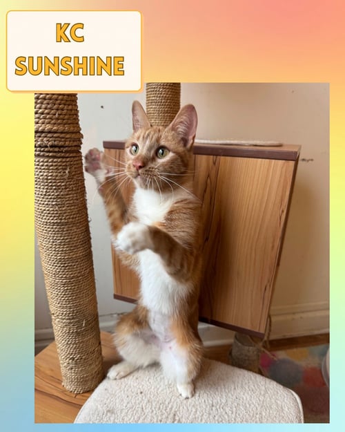 KC SUNSHINE - Domestic Short Hair available for adoption