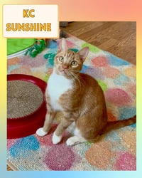 KC Sunshine - Photo 6