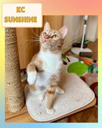 KC Sunshine - Photo 4