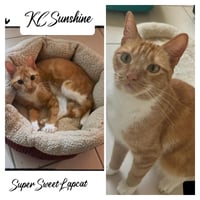 KC Sunshine - Photo 7