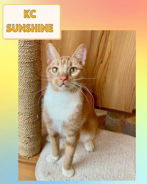 KC SUNSHINE - Domestic Short Hair for adoption in Yonkers