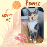 Phoenix - Photo 1