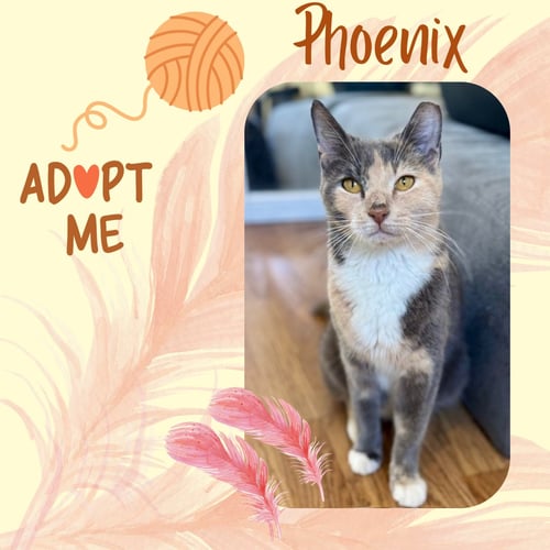 PHOENIX - Domestic Short Hair / Calico for adoption in Yonkers