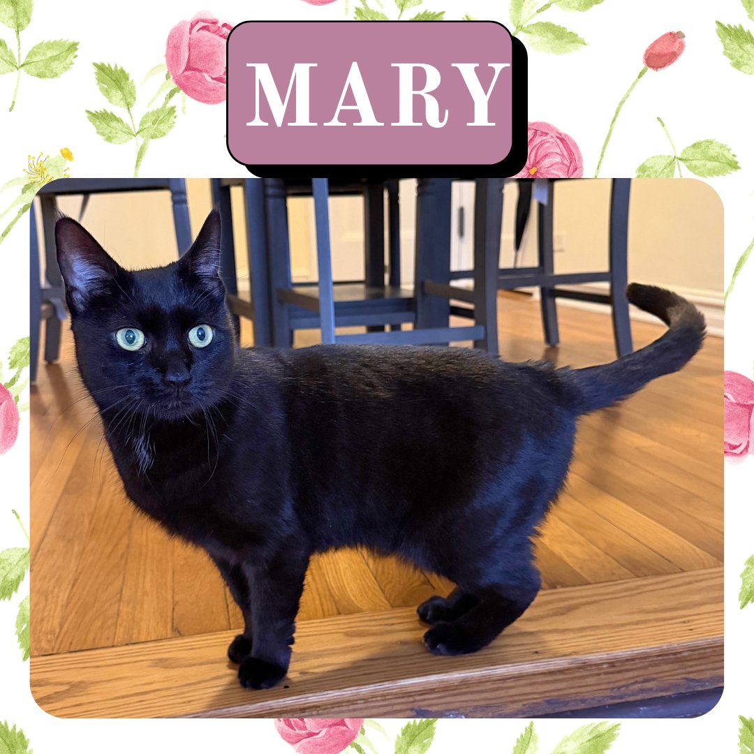 MARY - Domestic Short Hair available for adoption