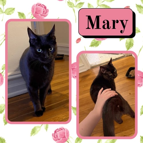MARY - Domestic Short Hair available for adoption