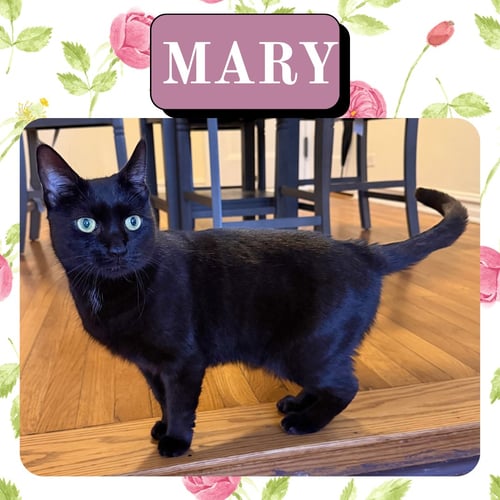 MARY - Domestic Short Hair available for adoption